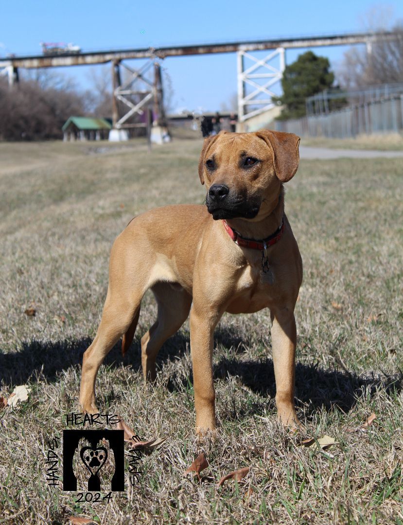 Reid, a Adoptable mixed breed in Omaha, NE image 2/6