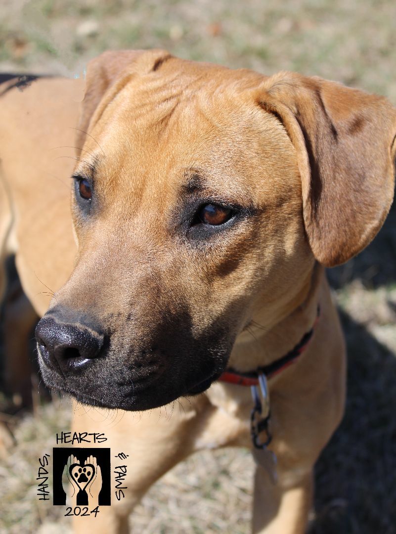 Reid, a Adoptable mixed breed in Omaha, NE image 3/6