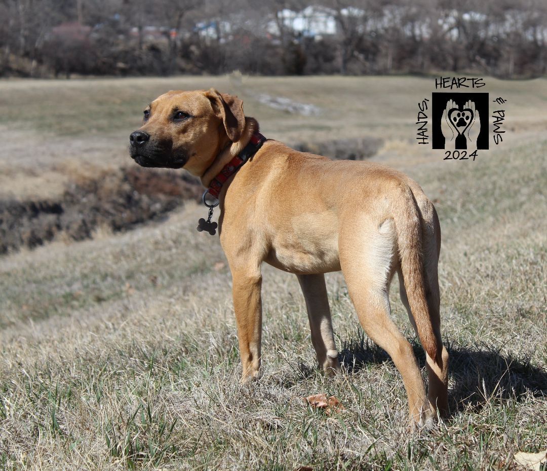 Reid, a Adoptable mixed breed in Omaha, NE image 4/6