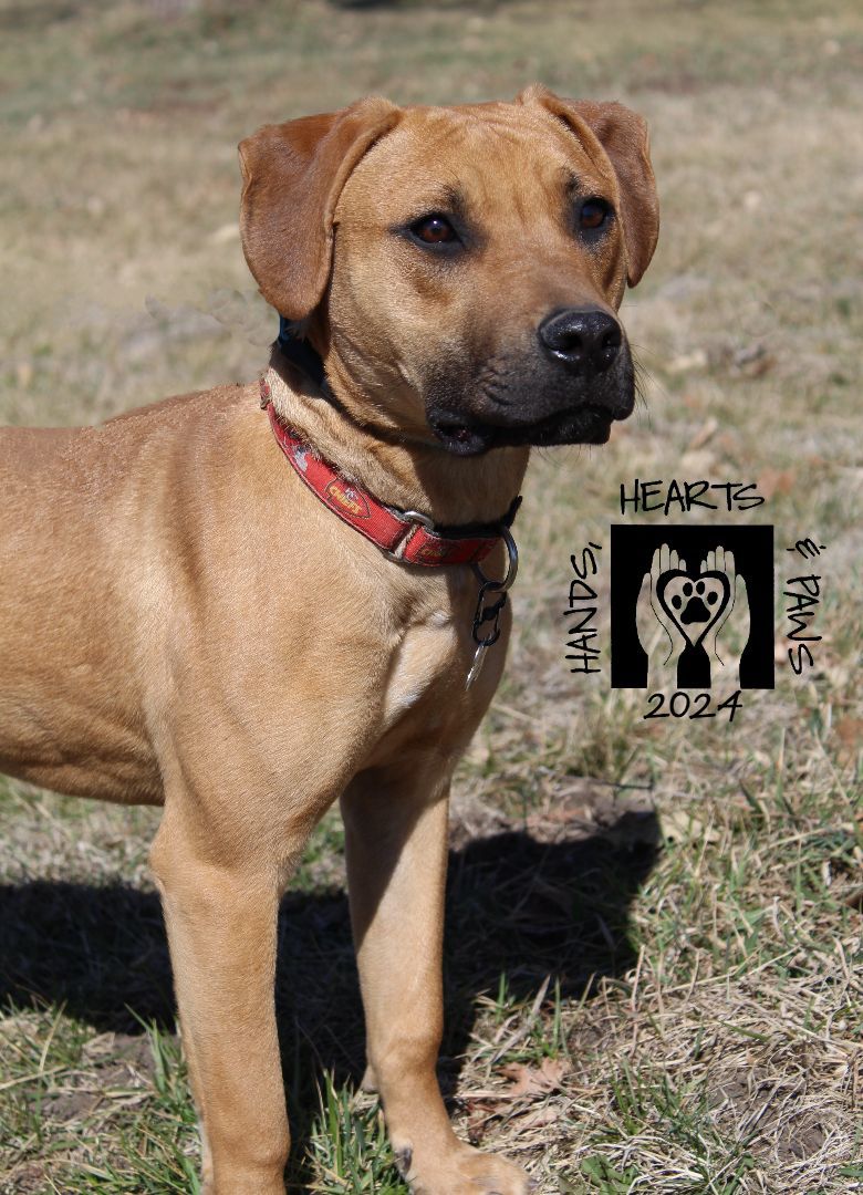 Reid, a Adoptable mixed breed in Omaha, NE image 5/6