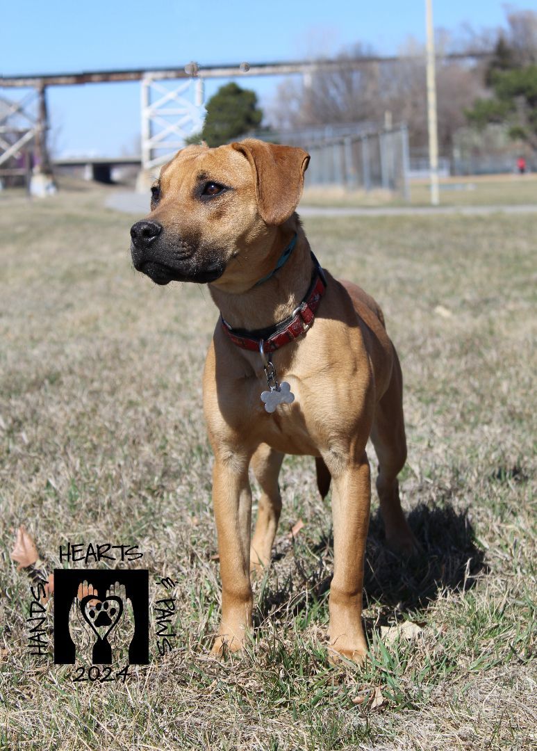 Reid, a Adoptable mixed breed in Omaha, NE image 6/6