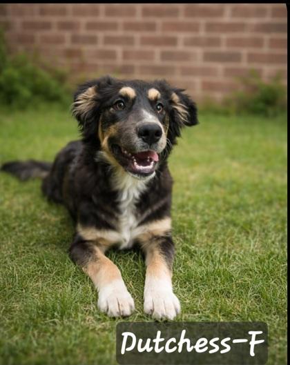Duchess, Adoptable, Adult Female Great Pyrenees & Mixed Breed.