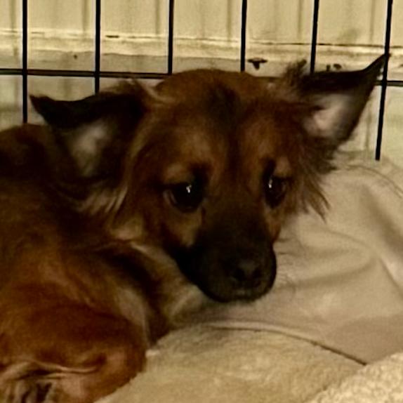 Piglet, Adoptable, Adult Male Chihuahua.