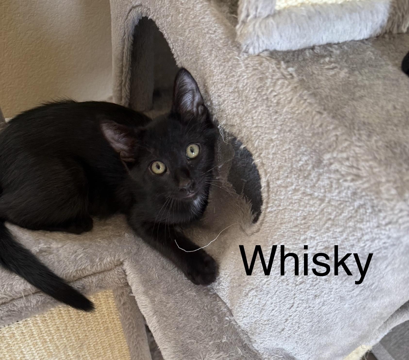 Whisky, Adoptable, Young Male Domestic Short Hair.
