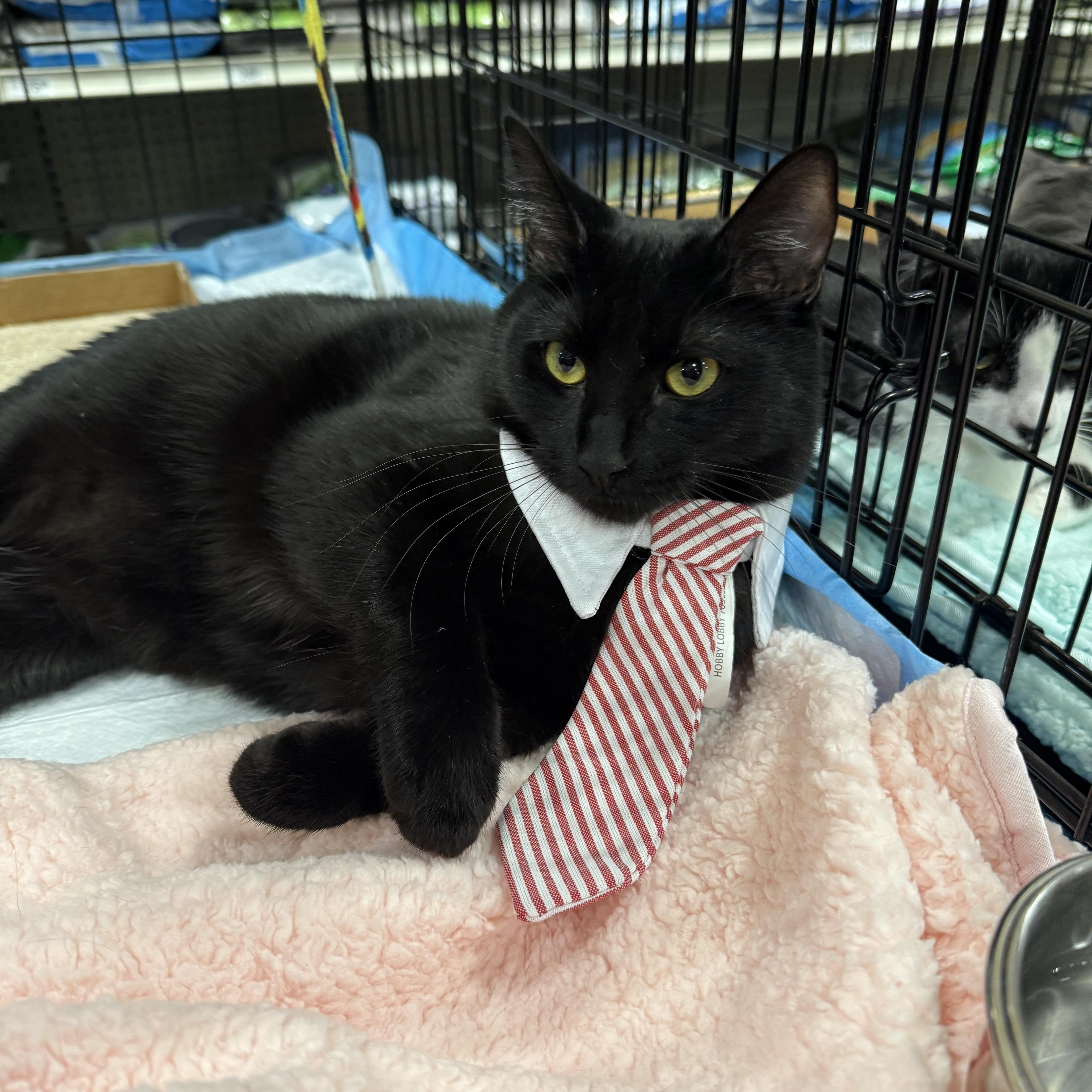 Whisky, Adoptable, Kitten Male Domestic Short Hair.