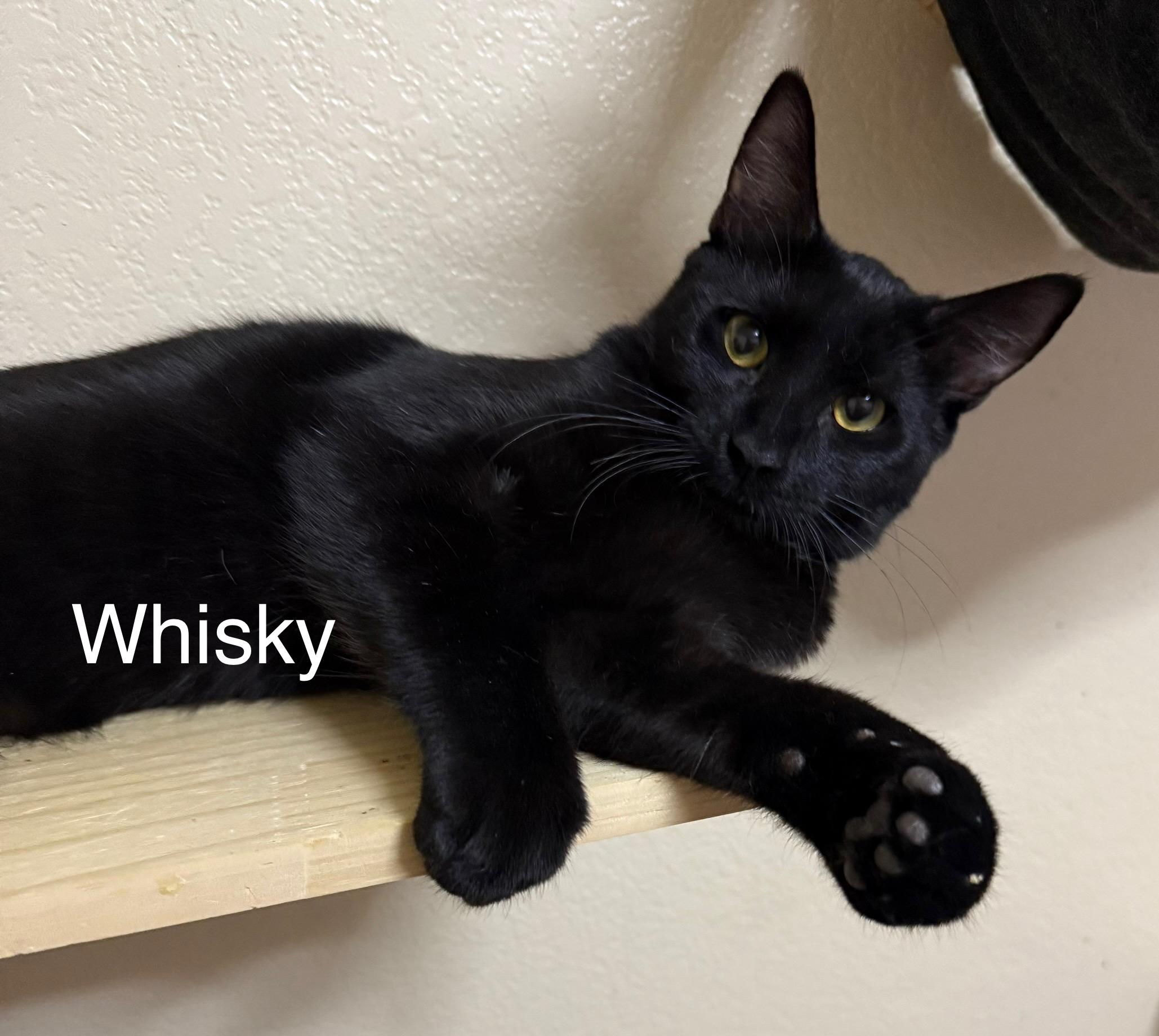 Enlarge Whisky, a Adoptable Domestic Short Hair in Oakley, CA image 1/4