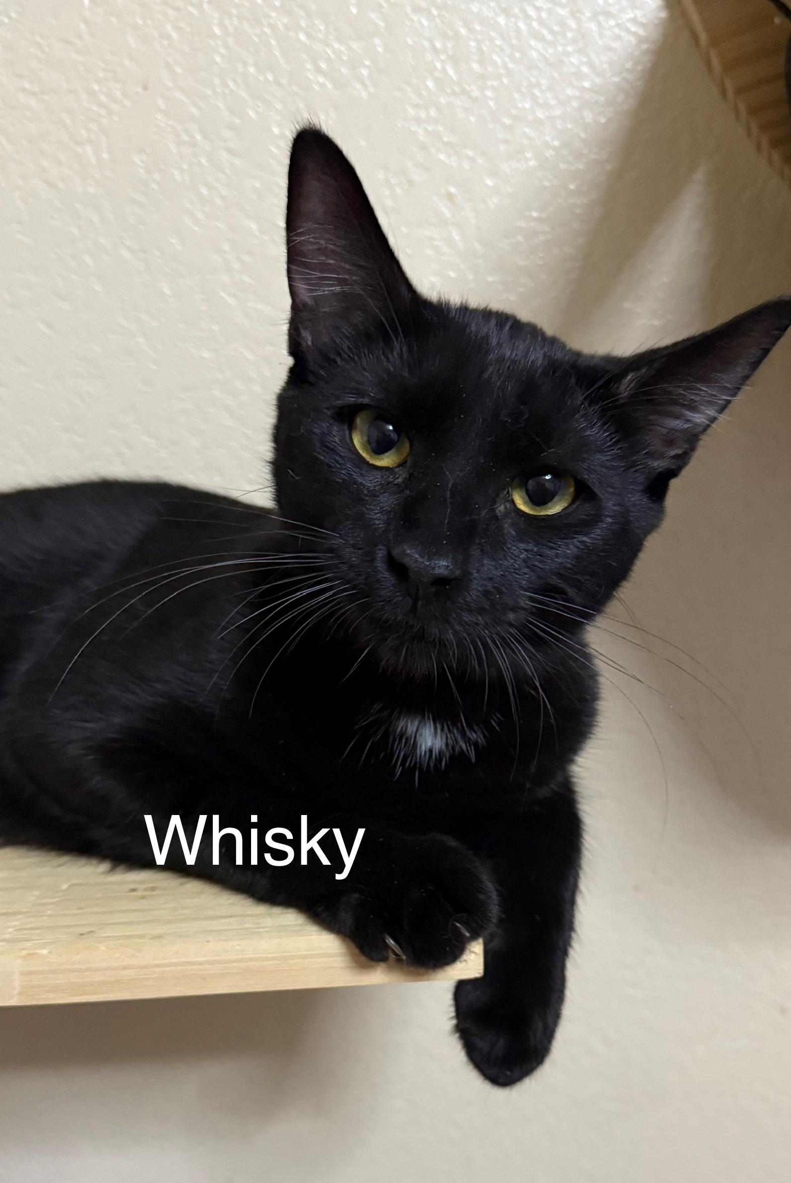 Enlarge Whisky, a Adoptable Domestic Short Hair in Oakley, CA image 4/4