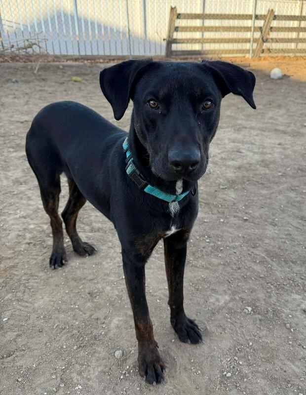 Loki, Adoptable, Young Male Plott Hound & Shepherd.