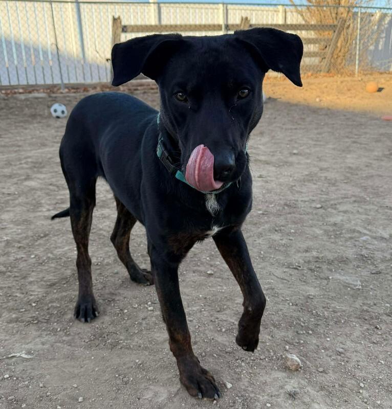 Enlarge Loki, a Adoptable mixed breed in Windsor, CO image 2/6