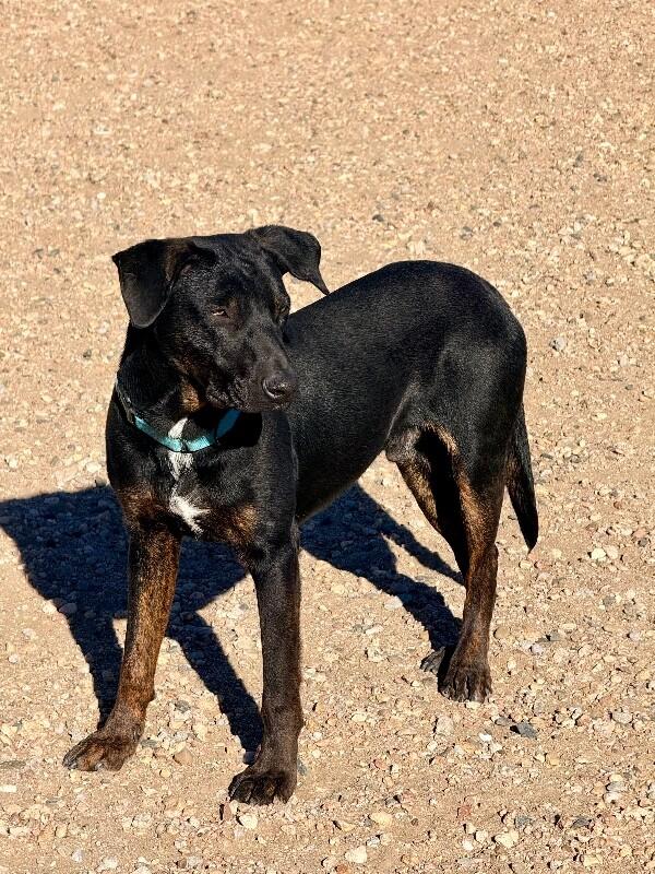 Enlarge Loki, a Adoptable mixed breed in Windsor, CO image 3/6