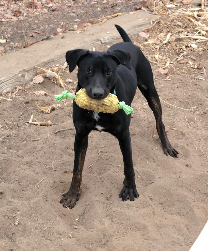 Enlarge Loki, a Adoptable mixed breed in Windsor, CO image 2/6