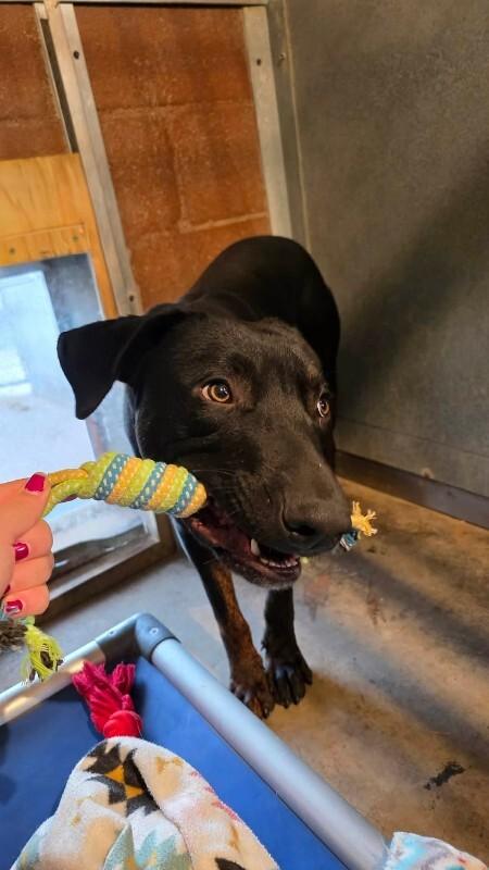 Enlarge Loki, a Adoptable mixed breed in Windsor, CO image 3/6