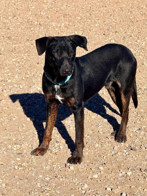 Enlarge Loki, a Adoptable mixed breed in Windsor, CO image 4/6