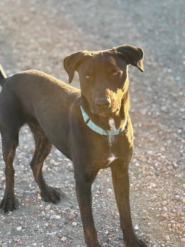 Enlarge Loki, a Adoptable mixed breed in Windsor, CO image 5/6