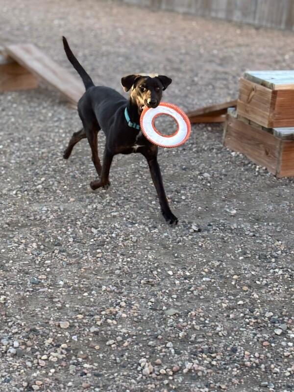 Enlarge Loki, a Adoptable mixed breed in Windsor, CO image 6/6