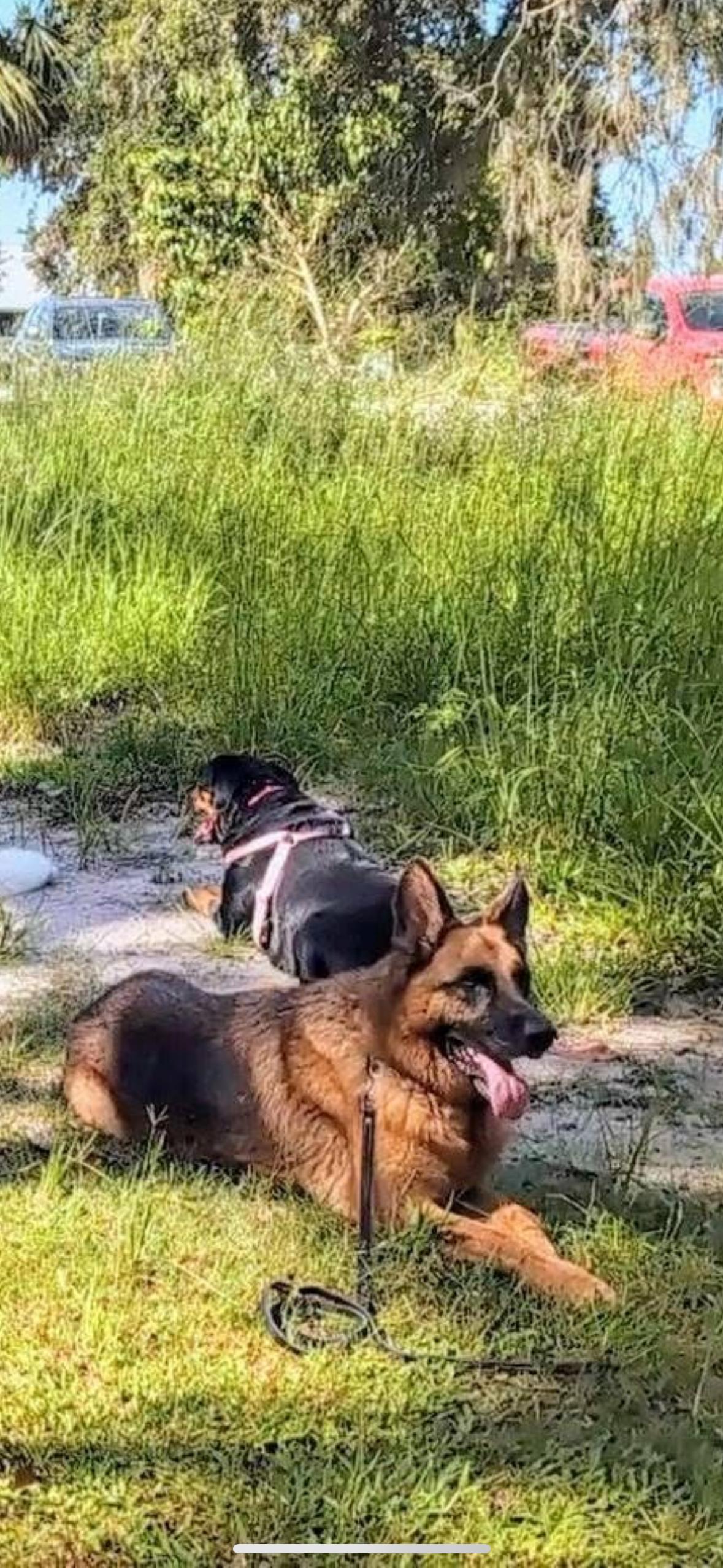 Enlarge Duke, a Adoptable German Shepherd Dog in Parrish, FL image 1/6