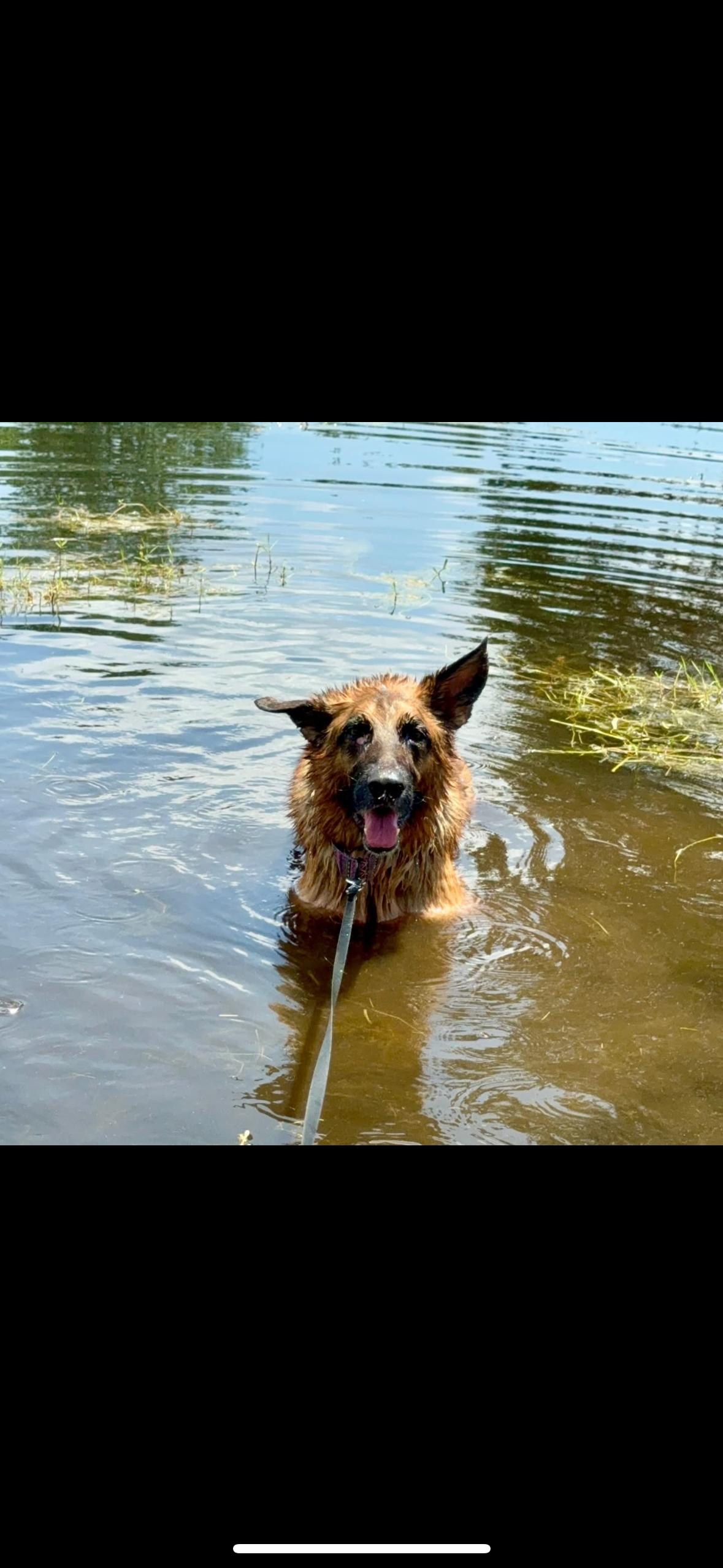 Enlarge Duke, a Adoptable German Shepherd Dog in Parrish, FL image 6/6