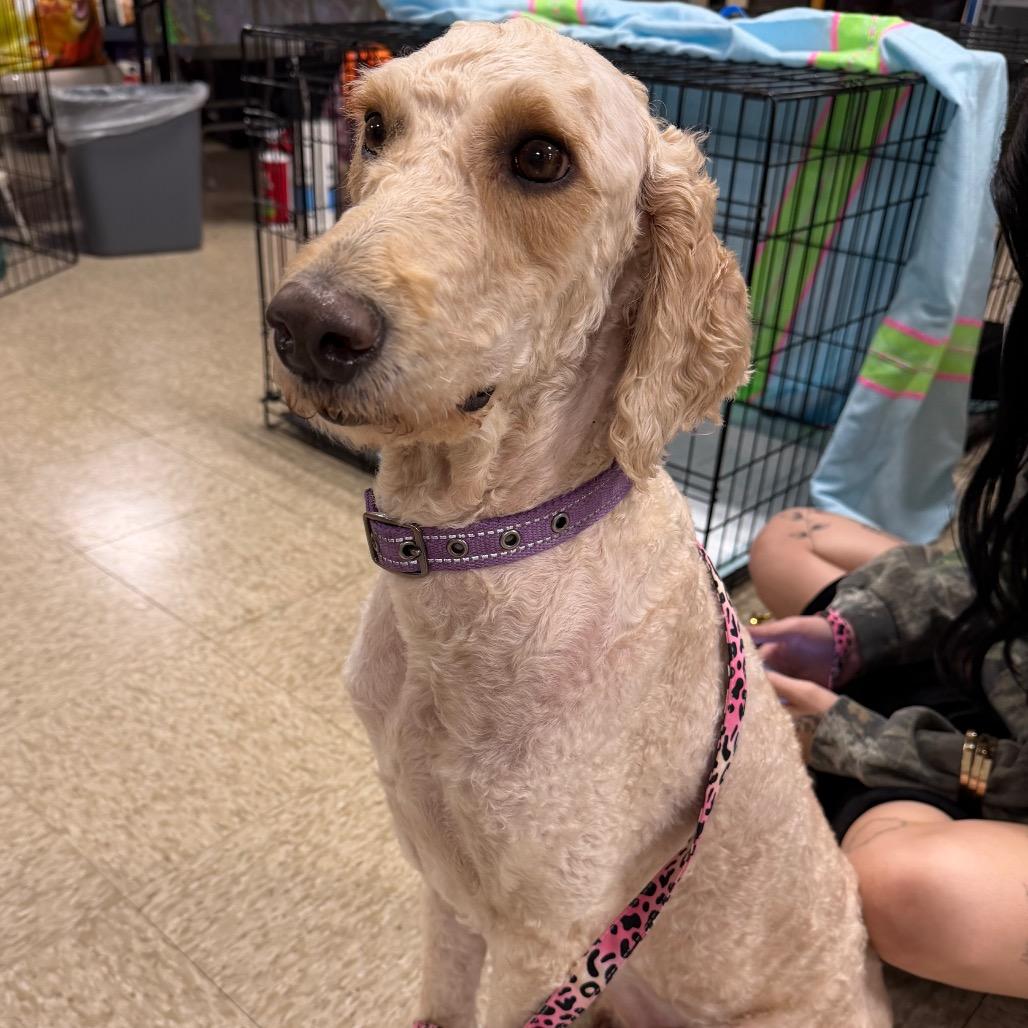 Presley C-34351, Adoptable, Adult Female Golden Retriever & Poodle.