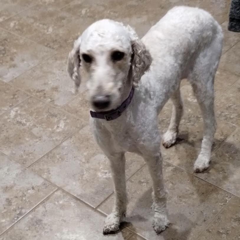 Presley C-34351, a Adoptable mixed breed in Oklahoma City, OK image 2/4