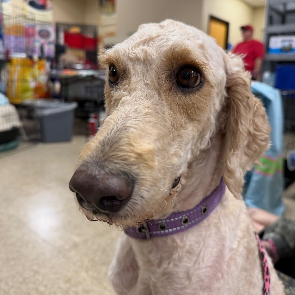 Presley C-34351, a Adoptable mixed breed in Oklahoma City, OK image 4/4