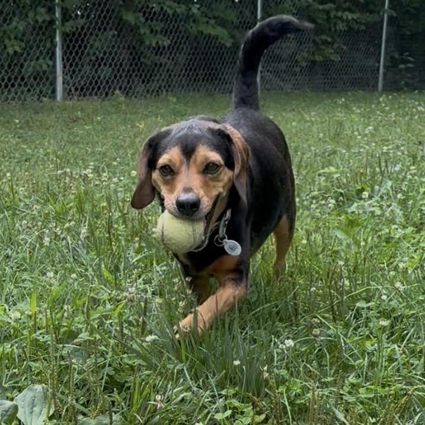 Maple, Adoptable, Adult Female Beagle.