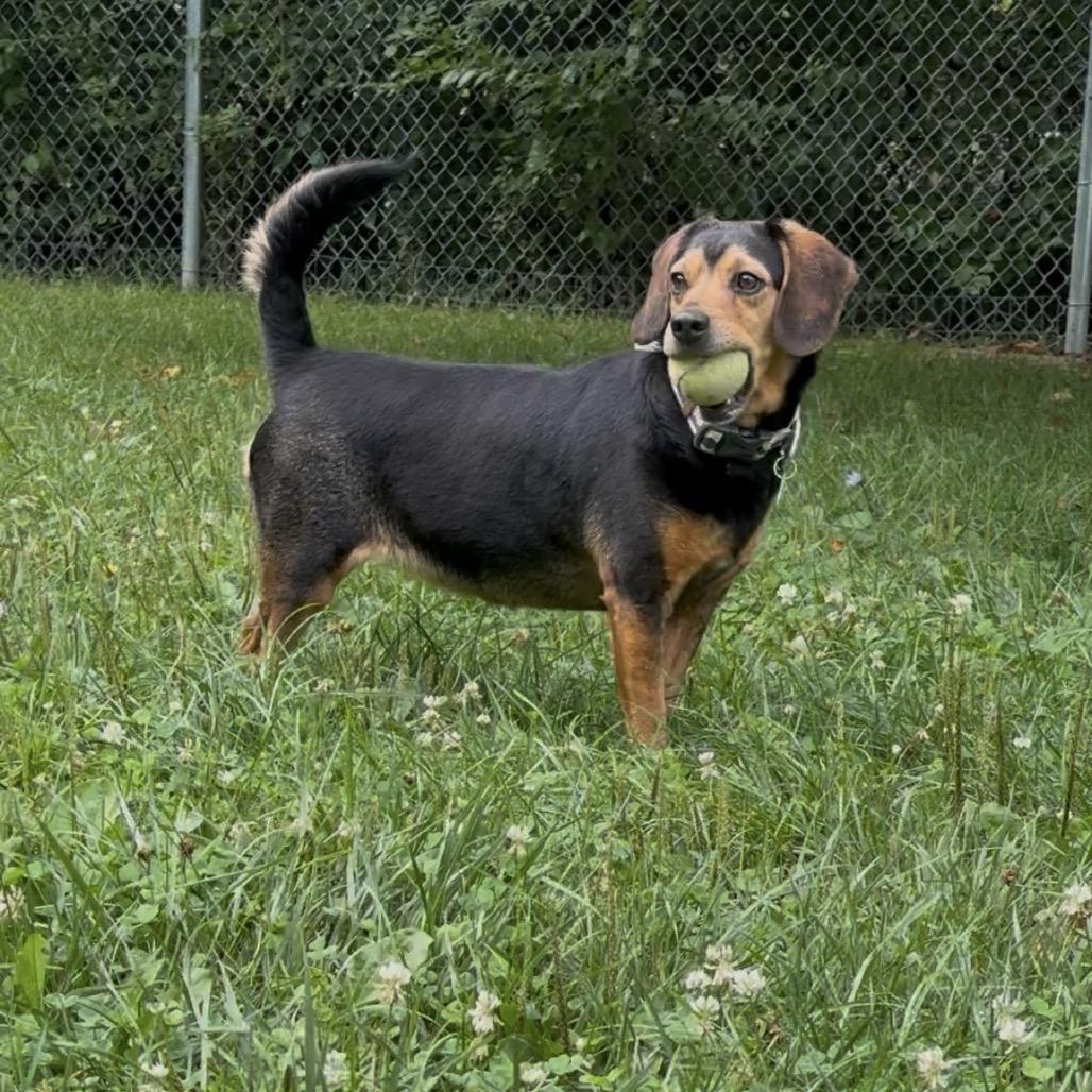 Maple, a Adoptable Beagle in Muncie, IN image 2/6