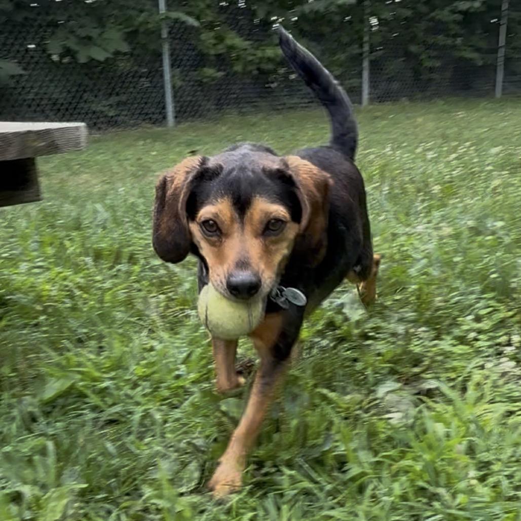 Maple, a Adoptable Beagle in Muncie, IN image 3/6