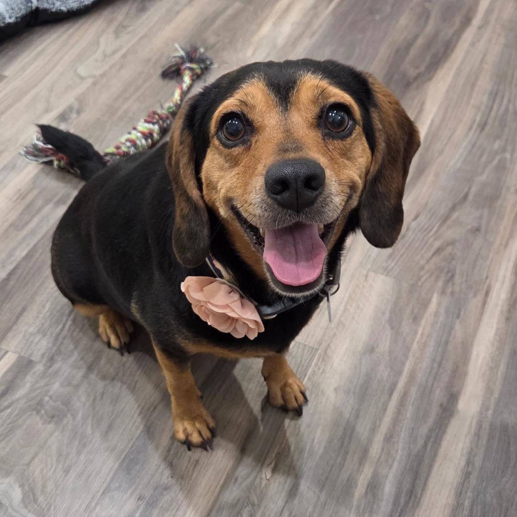 Maple, a Adoptable Beagle in Muncie, IN image 4/6