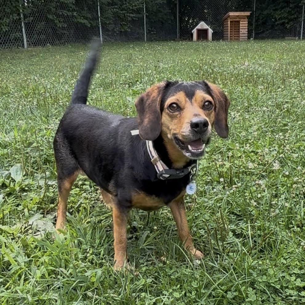 Maple, a Adoptable Beagle in Muncie, IN image 5/6