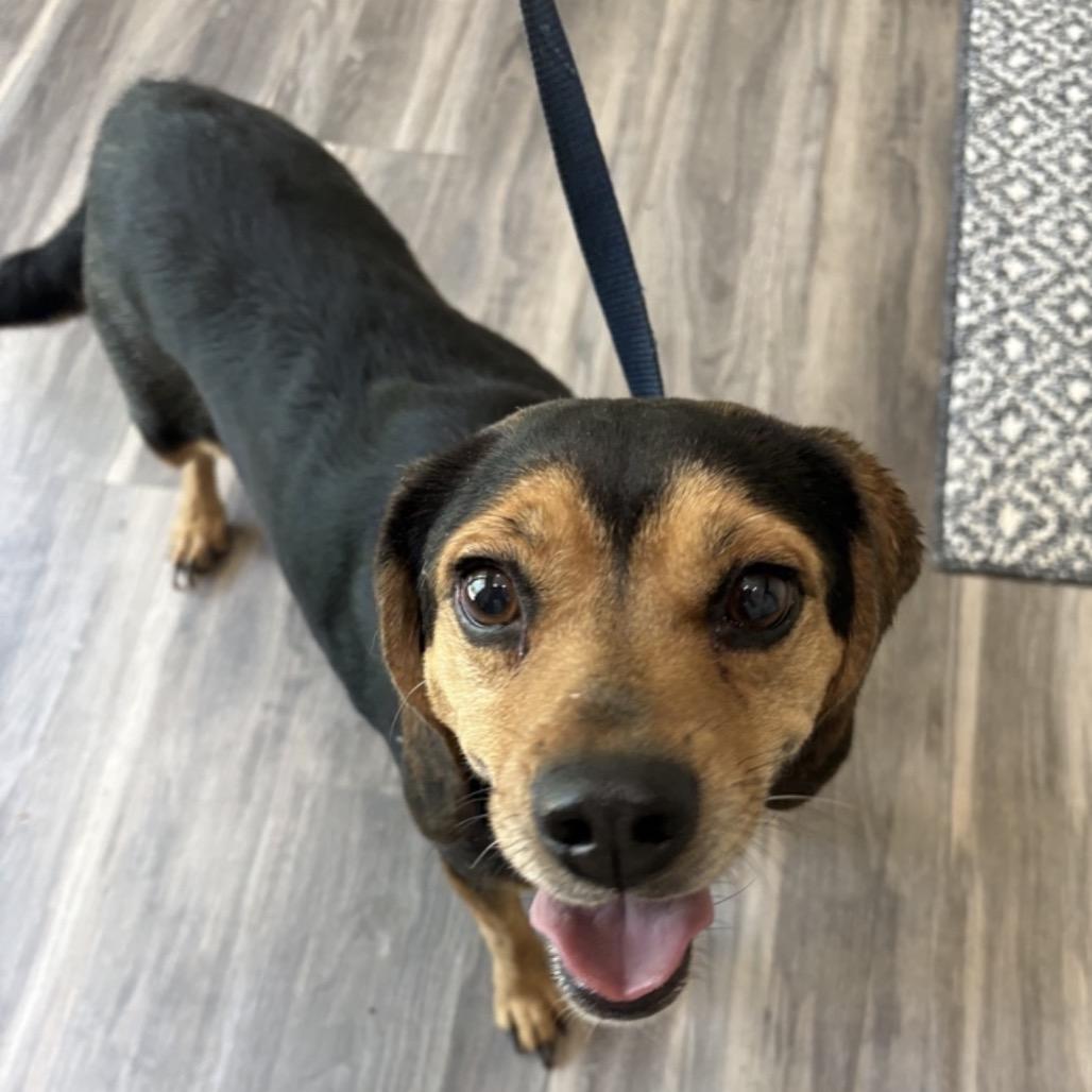 Maple, a Adoptable Beagle in Muncie, IN image 6/6