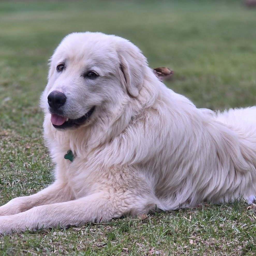 Enlarge Boone, an adopted Great Pyrenees in Atlanta, GA image 1/6