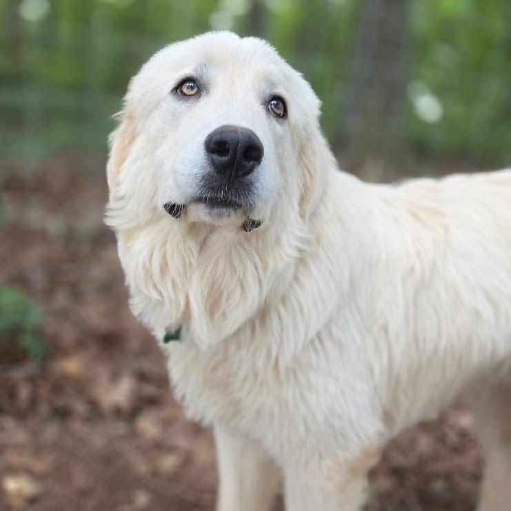 Enlarge Boone, an adopted Great Pyrenees in Atlanta, GA image 5/6