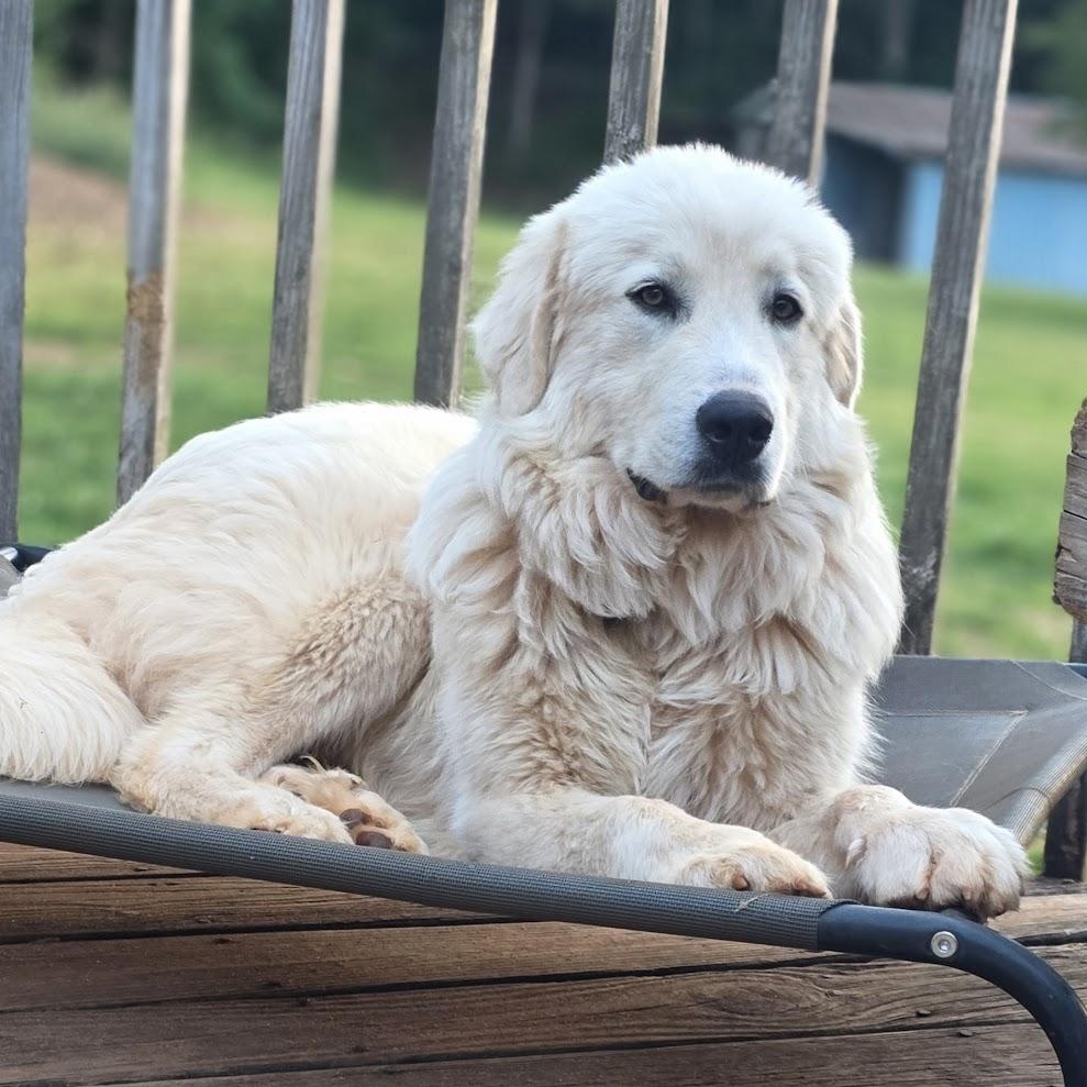Enlarge Boone, an adopted Great Pyrenees in Atlanta, GA image 2/6