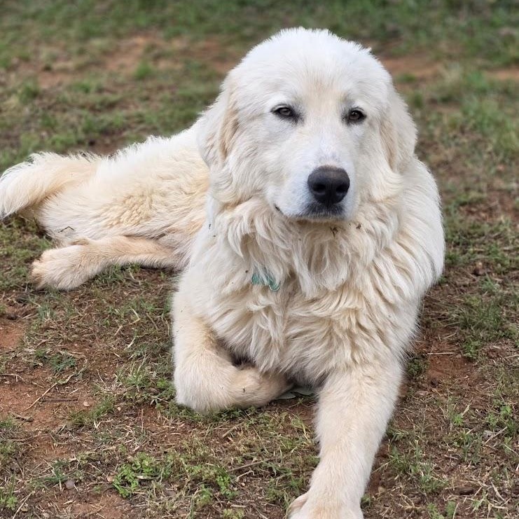Enlarge Boone, an adopted Great Pyrenees in Atlanta, GA image 6/6