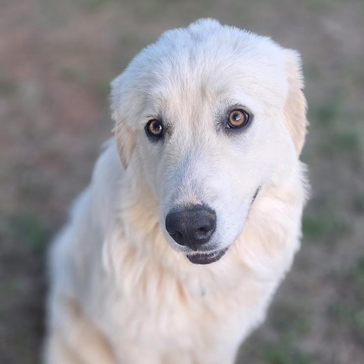 Enlarge Boone, an adopted Great Pyrenees in Atlanta, GA image 3/6