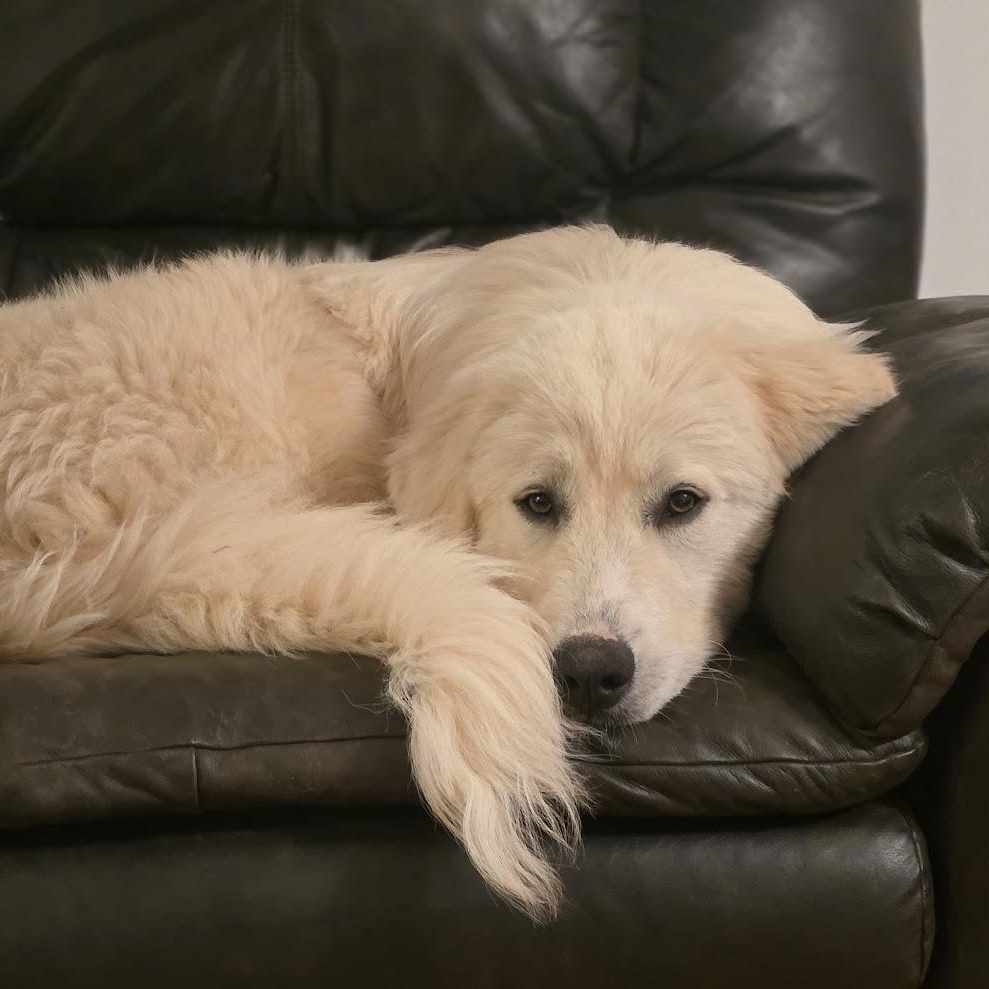 Enlarge Boone, an adopted Great Pyrenees in Atlanta, GA image 4/6