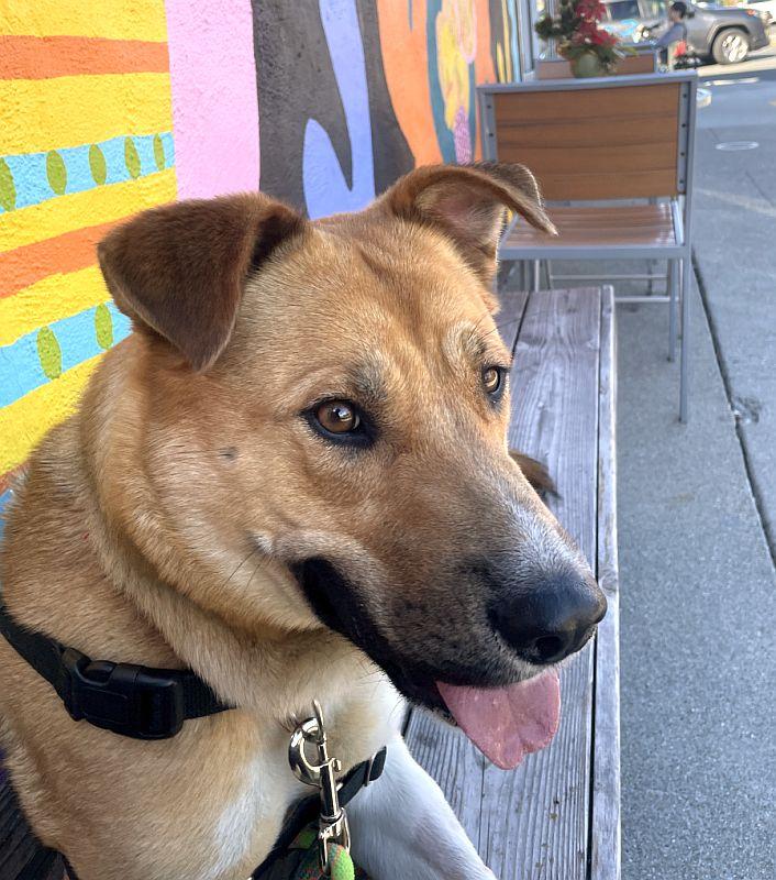 Charmaine, a ADOPTABLE mixed breed in Berkeley, CA image 2/6