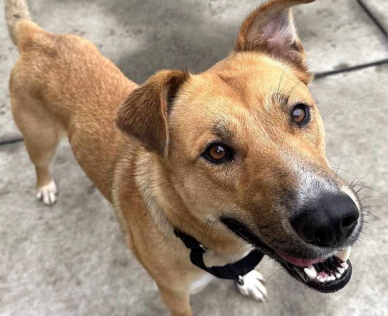 Enlarge Charmaine, a ADOPTABLE mixed breed in Berkeley, CA image 3/6