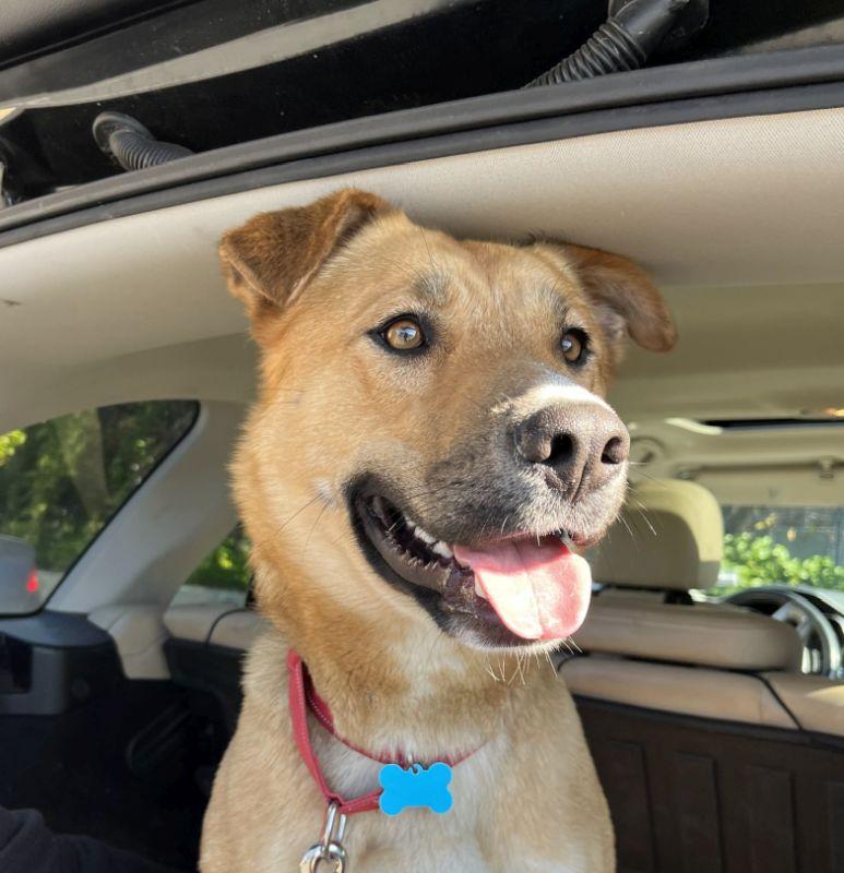 Charmaine, a ADOPTABLE mixed breed in Berkeley, CA image 6/6