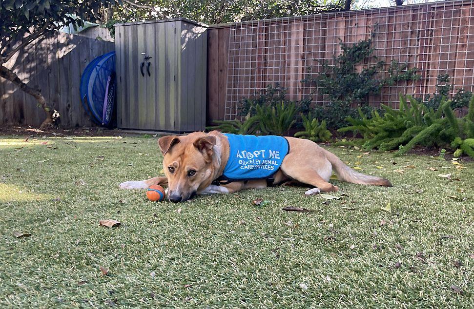 Charmaine, a ADOPTABLE mixed breed in Berkeley, CA image 4/6