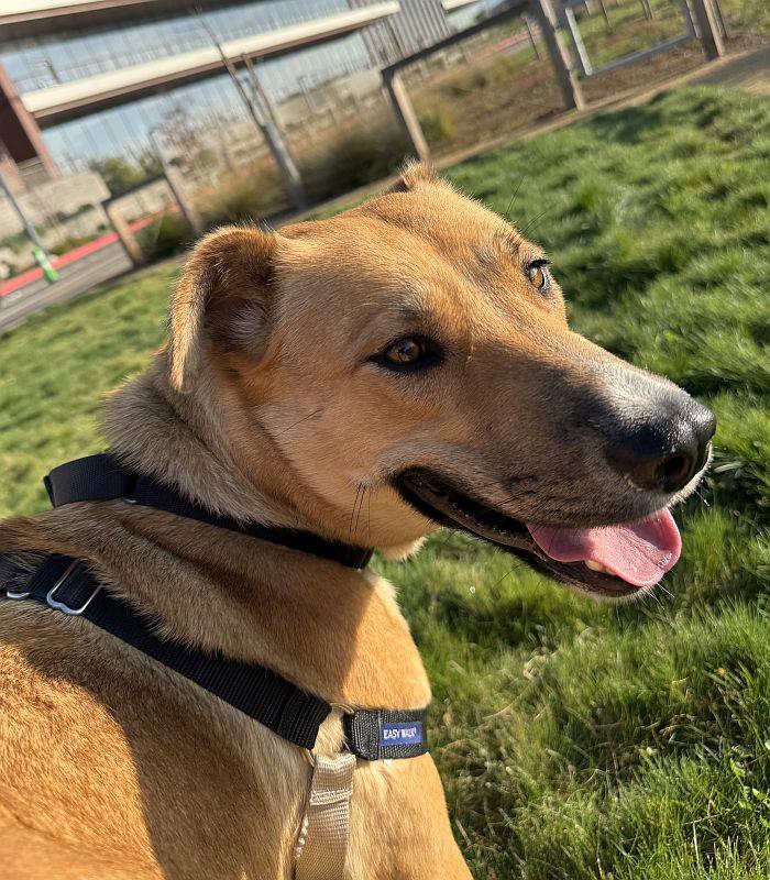 Enlarge Charmaine, a ADOPTABLE mixed breed in Berkeley, CA image 5/6