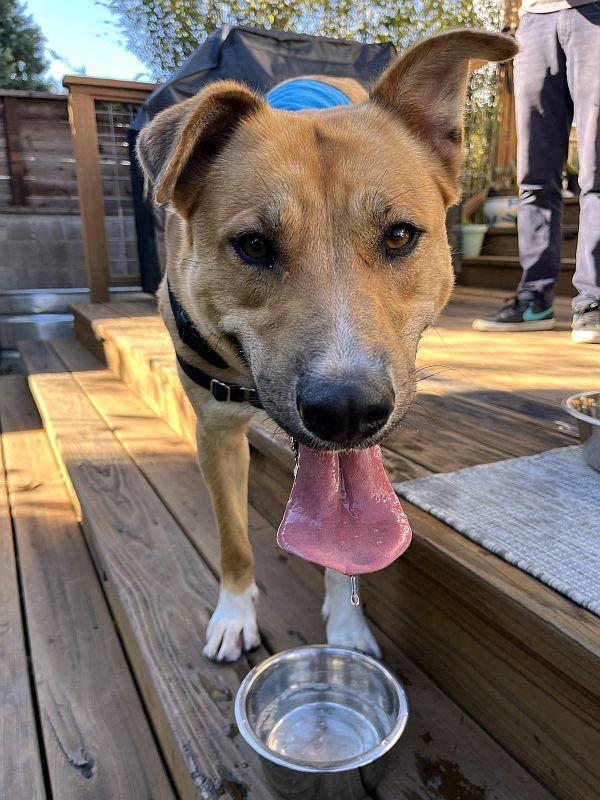 Charmaine, a ADOPTABLE mixed breed in Berkeley, CA image 5/6