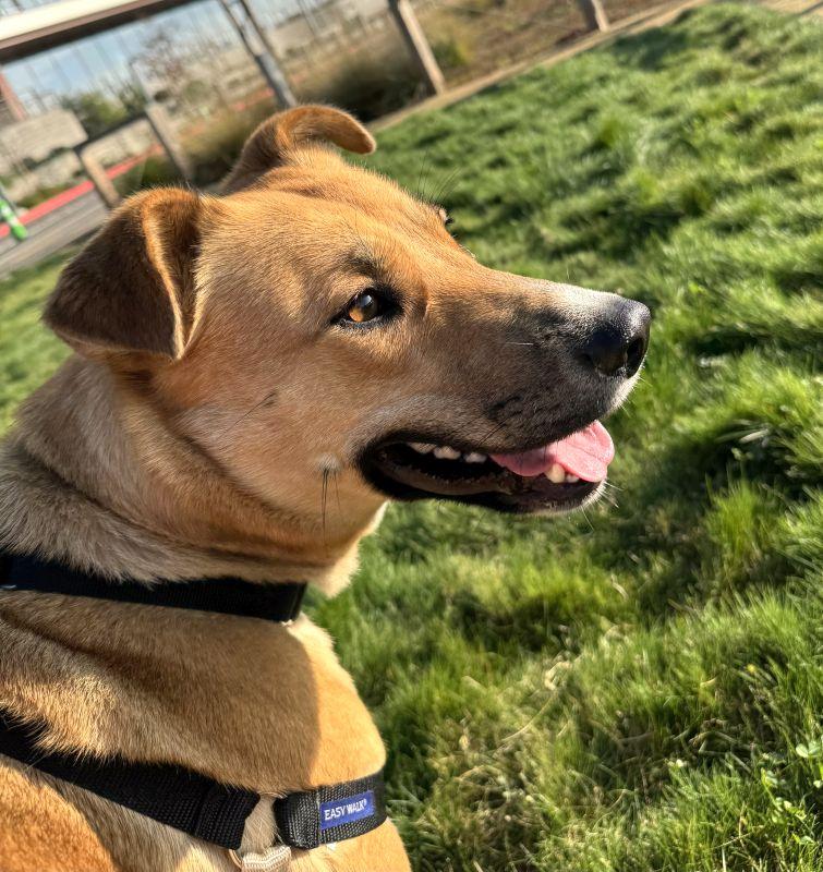 Charmaine, ADOPTABLE, Puppy Female German Shepherd Dog & Pit Bull Terrier.