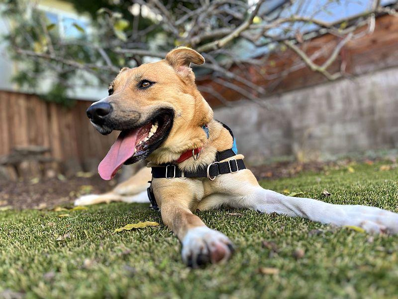 Charmaine, ADOPTABLE, Puppy Female German Shepherd Dog & Pit Bull Terrier.