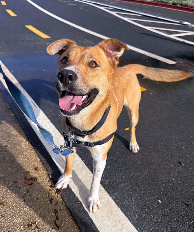 Charmaine, ADOPTABLE, Puppy Female German Shepherd Dog & Pit Bull Terrier.