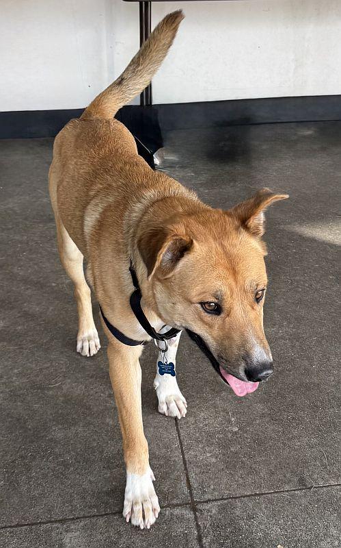 Enlarge Charmaine, a ADOPTABLE mixed breed in Berkeley, CA image 6/6