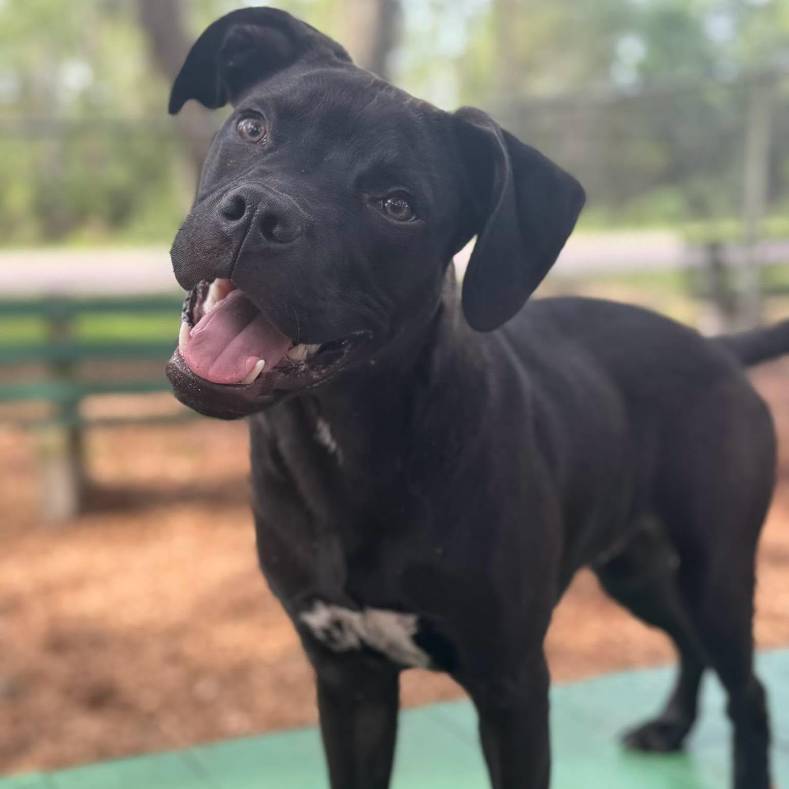 Enlarge Jinu, an adoptable Mixed Breed in St. Augustine, FL image 1/1