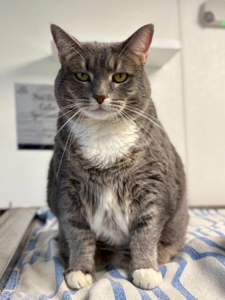 Enlarge Rolo, a Adoptable mixed breed in New Kensington, PA image 1/6