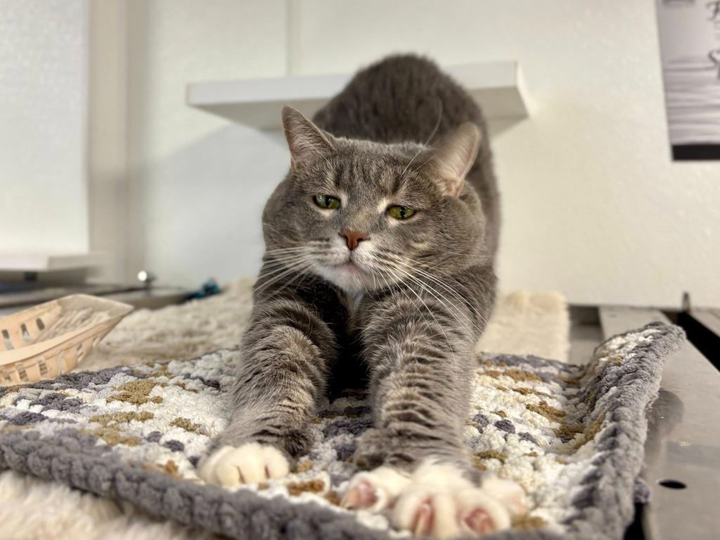 Enlarge Rolo, a Adoptable mixed breed in New Kensington, PA image 2/6