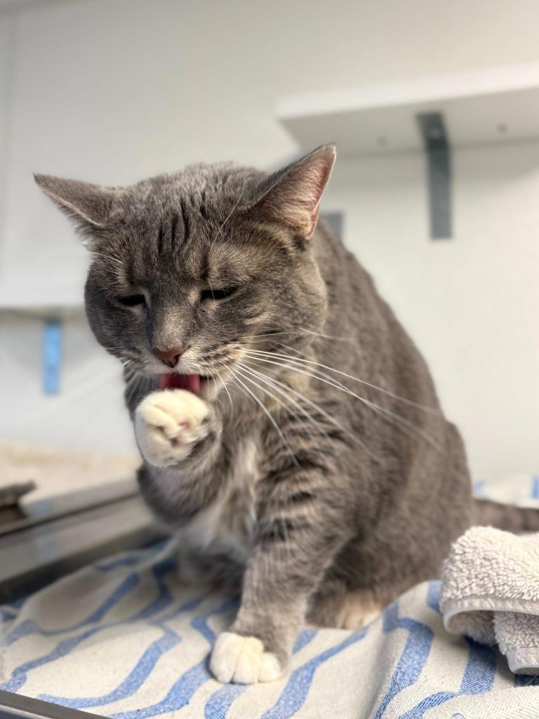 Enlarge Rolo, a Adoptable mixed breed in New Kensington, PA image 3/6